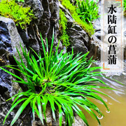 水陆缸植物小菖蒲配石青龙附石微景观盆景雨林，缸迷你小叶水培水草