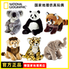 国家地理毛绒玩偶玩具小熊猫雄狮，猎豹考拉动物娃娃生日礼物公仔