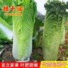 天津绿青口竹筒包大白菜种子青麻叶白菜种籽高产农家四季蔬菜种孑
