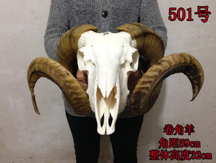 网红6西藏天然纯真羊头骨标本羊头装饰摆件手工壁挂特色手工艺