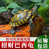 乌龟活物巴西龟小乌龟活体观赏宠物，龟大乌龟水龟红耳龟活物情侣龟
