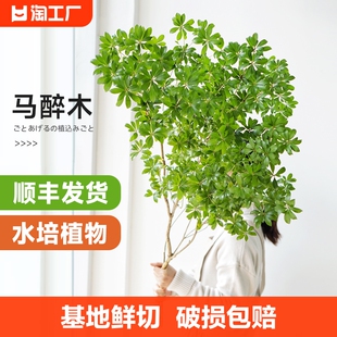 马醉木水培植物室内绿植鲜切枝条盆栽吊钟客厅水养小树苗日本阳台