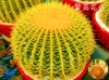 仙人球不支持退回
