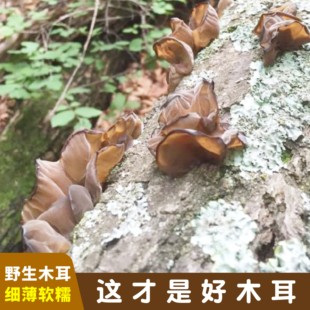 纯东北天然野生黑木耳软，糯特产长白山正宗秋深山无硫散装特干货级