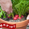 樱桃萝卜种子小红水果春季秋四季蔬菜种孑黄瓜阳台盆栽蔬菜种籽
