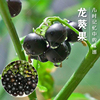 龙葵种子黑黝黝天天高产水果种籽春夏，四季浆果阳台盆栽野菜蔬菜孑