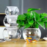 水培植物玻璃瓶透明玻璃花瓶插花绿萝花盆植物器皿圆球型鱼缸容器