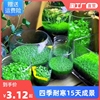 水草种子生态玻璃瓶真植物种籽盆栽套餐水培绿植，装饰草缸鱼缸造景