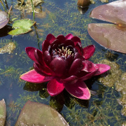 睡莲水培植物四季水养荷花水莲花盆栽花卉水池塘大睡莲根块带花苞