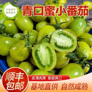 山东潍坊青口蜜小番茄，圣女果青色绿色小番茄，西红柿现摘现发水果