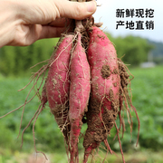 临安天目山小香薯新鲜现挖食用农产品 正宗农家小番薯板栗红薯5斤