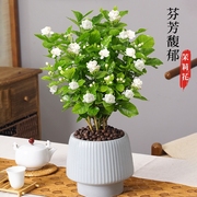 茉莉花盆栽花卉植物室内花，四季开花树苗阳台庭院，好养易活驱蚊绿植