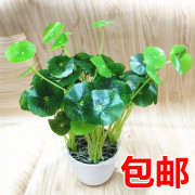 铜钱草小荷叶家居装饰品绿植盆栽塑料花艺仿真花套装客厅摆件