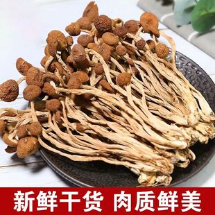 500g古田农家茶树菇特级不开伞2023新鲜茶薪菇干货250g香菇蘑菇