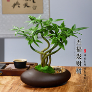 五福发财树新中式禅意盆栽，室内桌面造型，盆景招财植物耐阴好养绿植