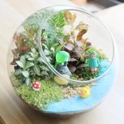 苔藓生态瓶创意办公室小盆栽迷你植物玻璃盆景diy绿植