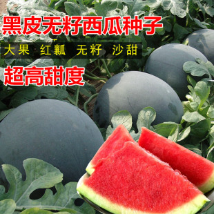 无籽西瓜种子黑皮红瓤特大懒汉超甜巨型无子西瓜水果种籽耐裂