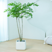 原生幸福树盆栽室内客厅大型绿植一物一拍吸甲醛净化空气送货到家
