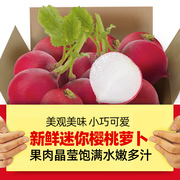 云南新鲜樱桃萝卜5-9斤迷你小红萝卜水果圆萝卜生吃蔬菜沙拉食材