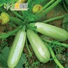 西葫芦种子占瓜花草瓜水果蔬，菜籽阳台种菜高产抗病蔬菜种子