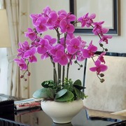 蝴蝶兰花苗带花带花苞，盆栽兰花大苗客厅室内植物，花卉四季好养活