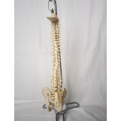 中型人体脊柱模型 人体模型骨骼骨架模型