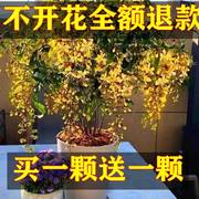 买一送一珍稀品种垂丝茉莉垂吊室内绿植盆栽四季开花浓香型