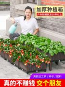 种草莓的花盆大号特大号超大种菜种水果长条形庭院阳台精致种植盆