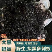 广西大黑蚂蚁干野生拟黑多刺蚁黑蚂蚁250g养生泡酒食用可磨粉