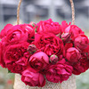 盆栽绿植玫瑰月季红色，龙沙宝石月季阳台红龙，藤本月季苗多花