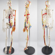 YA/L012C心脏神经款85cm人体骨骼模型颅骨拆卸仿真医学科教工具