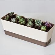多肉花盆带托盘长方形，植物花器肉肉花盆，长条创意简约塑料种植容器