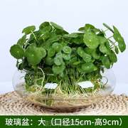 植摆件植金钱草铜钱庭院水培草绿仙客水GUT3280厅水生植物栽培花