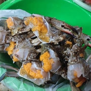4斤母花蟹梭子蟹，三点蟹老虎蟹深海捕捞上岸带膏带仔