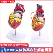 高端11人体心脏解剖模型，b超彩超心脏，模型拆卸医学自然大心脏教学