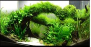 水族造景鱼缸装饰真水草，套餐活体绿菊水竹宫廷红波植物中后景水草