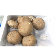 新鲜褐菇 牛排菇 波多黎各菌 500g 6-8个江浙沪皖满五件