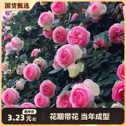 蔷薇花苗藤本月季花树，爬藤植物阳台花卉玫瑰盆栽，四季开花重瓣带花