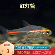 红灯管玻璃霓虹北京小型草缸观赏鱼淡水新手耐养热带鱼群游南美