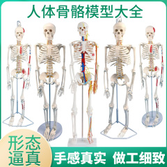 85cm180cm人体骨骼模型蓝蝶教学