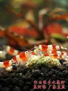 水晶虾观赏虾红白练手水晶虾，淡水虾除藻工具虾观赏虾
