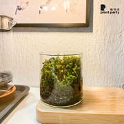 植物派创意微观绿植，办公室桌面盆栽苔藓，种植全套装礼物