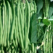 高产早熟爬藤四季豆种子四季播芸豆豆角种子春季架豆种子蔬菜种孑