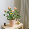 小玫瑰花盆栽室内植物花卉，月季蔷薇女友礼物鲜花苞果汁阳台小绿植