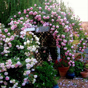 3颗5年蔷薇花苗多花本，藤月季庭院阳台爬藤玫瑰，苗四季开花盆栽植物