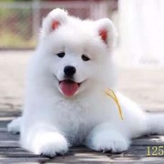 黄冈萨摩耶幼犬纯种萨摩耶犬活体微笑天使萨摩耶小狗雪橇犬哈士奇