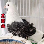 马甲芙蓉鸽子种鸽种蛋青年白色卷毛鸽子活体一对活体健康