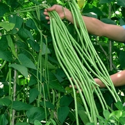 豇豆种子蔬菜种籽长四季豆芸豆，春秋季豆角，种籽大全孑蔬菜种苗豆种