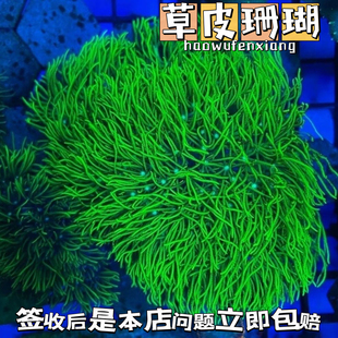 日本草皮荧光绿草皮软体母体，珊瑚新手好养活体lps海缸海水观赏鱼
