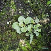 山野选集 金丝荷叶虎耳草2品种 垂吊附石 雨林缸微景假山植物素材